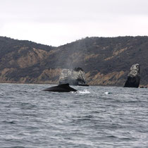 Ballenas en San Lorenzo de Manta: Un cetáceo emerge juguetón junto a tres cayos próximos al perfil costero.