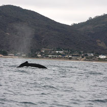 Ballenas en San Lorenzo de Manta: La gigante marina a solo 10 minutos en lancha desde la playa.