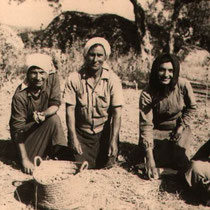 Operai impegnati nella raccolta delle olive (Foto anni 50)