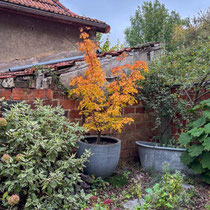 Automne 2025 : le jardin a 5 ans