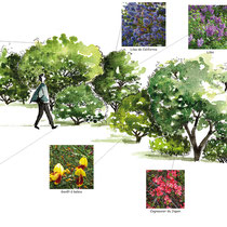 Exemple de haie pour les pollinisateurs