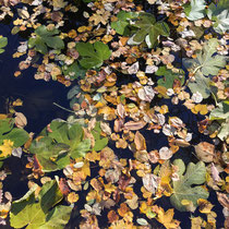 Bal de feuilles colorées