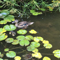 Canards