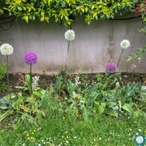 Mi mai 2018 : ail d'ornement