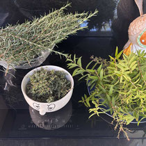 Cueillette de romarin, thym et verveine