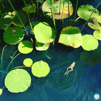 Grenouille