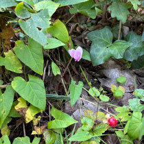 Cyclamen du Caucase