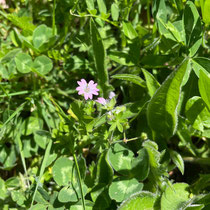 Géranium molle