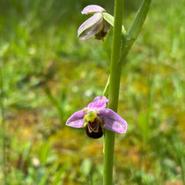 Orchidée abeille