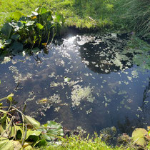 Plantes aquatiques