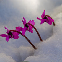 Cyclamen du Caucase