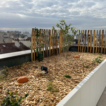 Jardin juste après réalisation - Février 2023