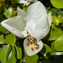 Abeilles sur fleur de magnolia grandiflora