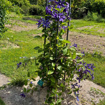 Clématite de Durand