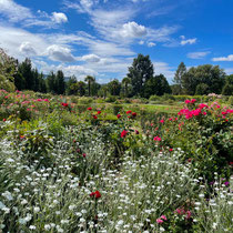 Roseraie de l'école Du Breuil