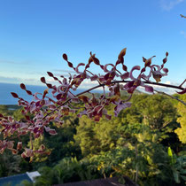Paysages et fleurs de Guadeloupe : orchidée
