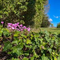 Cyclamen du Caucase