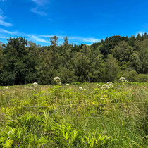 Val Maubrune - Une prairie accueillante