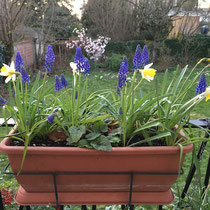 Début printemps 2019 : floraison des jonquilles, tulipes, anémones et muscaris