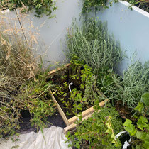 Arrivée des plantes