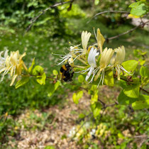 Zonzon le bourdon passe par là...