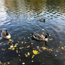 Lac des Minimes du bois de Vincennes - Les oies et les canards s'y plaisent