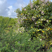 Intérêt écologique