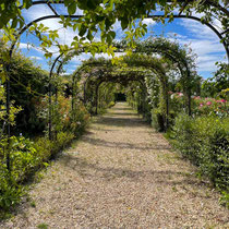 Allée couverte de rosiers grimpants