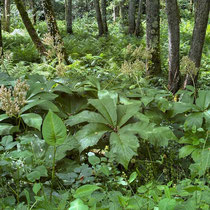 Val Maubrune - Le sous-bois