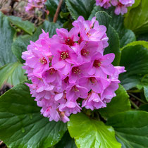 Bergenia