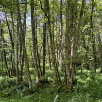Val Maubrune - Le sous-bois