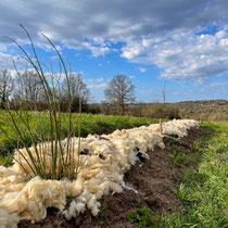 Laine de mouton