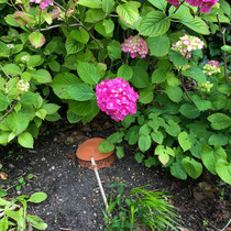 Ollas et hortensia