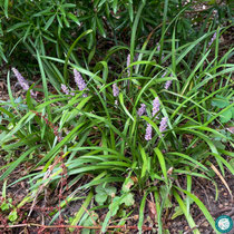 Liriope muscari