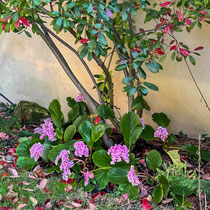 Bergenia