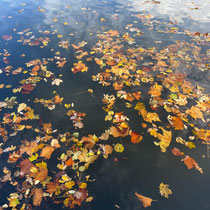 Bal de feuilles colorées