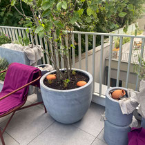 Mise en place des ollas et plantations