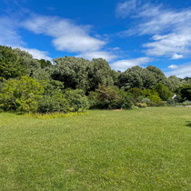 Fruticetum de l'école Du Breuil
