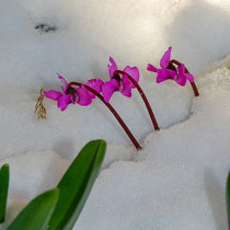 Cyclamen du Caucase
