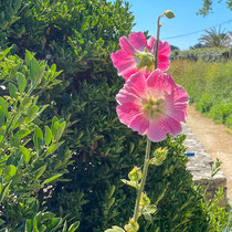 Rose trémière
