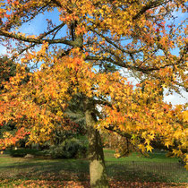 Bal de feuilles colorées