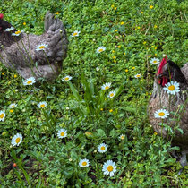 Accueillir des poules