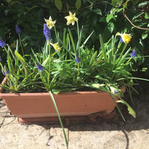 Début printemps 2019 : floraison des jonquilles, tulipes, anémones et muscaris