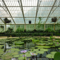 Nénuphars de Waterlilly House