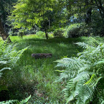 Val Maubrune - Le sous-bois