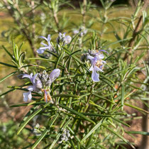 Romarin en fleur