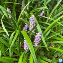 Liriope muscari