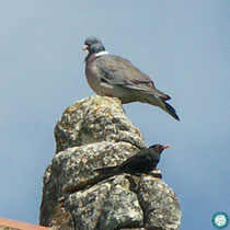 Pigeon et merle