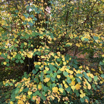 Bal de feuilles colorées