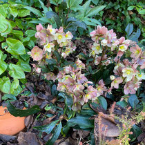 Ollas et hellebore